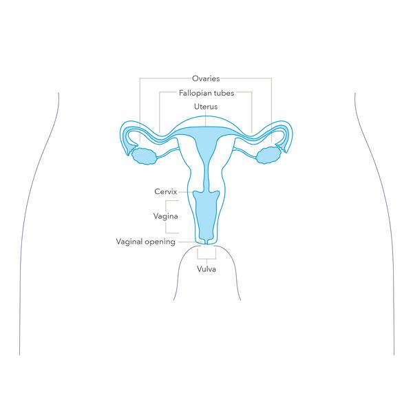 Diagram of internal female sexual anatomy.