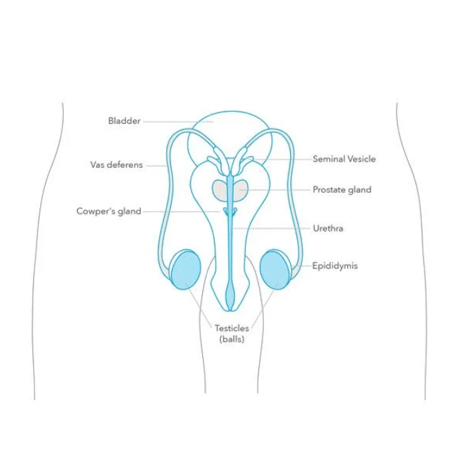 Diagram of internal male sexual anatomy.
